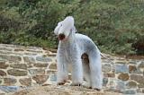 BEDLINGTON TERRIER 023